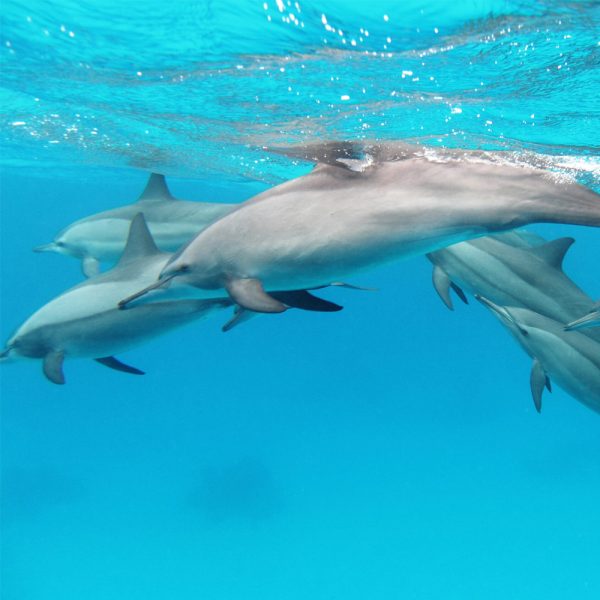 Excursión con delfines en el paraíso de Fuengirola